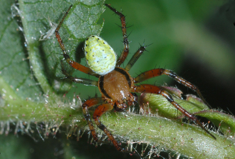Maschio di Araniella sp.